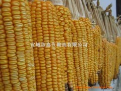 鑫兴粮油现金收购玉米大豆绿豆高粱大米大麦棉粕图1