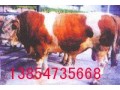 山东鲁源肉驴肉牛良种改良推广基地