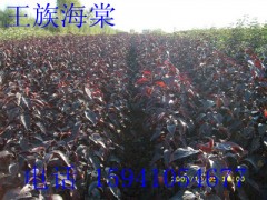 王族海棠-辽宁大量王族海棠，王族海棠苗低价供应图1