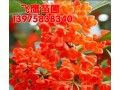 丹桂（红桂花）