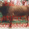 瑞金市--地方有卖羊*种羊/波尔山羊哪里有卖牛牛犊的吗