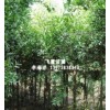 湖南竹柏种子,4-11cm竹柏,竹柏树价格
