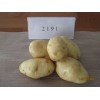 白花土豆种子新品种2012年土豆种子白花市场批发价格