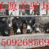 涉县什么地方有卖驴的馿场哪里有卖驴的有没有卖驴的养殖场